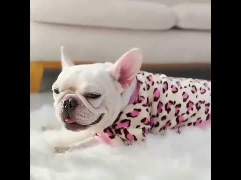 Dog Pajamas Leopard Winter Warm Coat