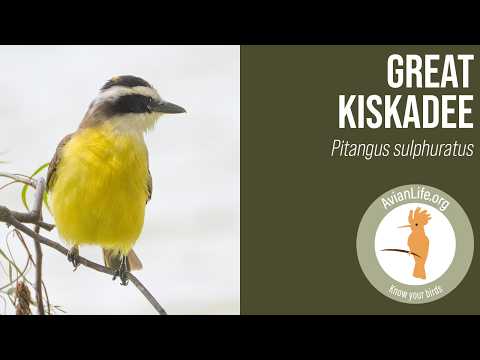 Postriežkar bentevi (Pitangus sulphuratus) — hlas a správanie v prírode
