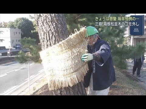 YouTube Video 啓蟄迎え旧東海道箱根松並木でコモ外し　静岡・三島市