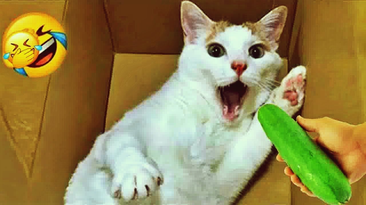 𝐅𝐮𝐧𝐧𝐲 𝐃𝐎𝐆𝐒 𝐚𝐧𝐝 𝐂𝐀𝐓𝐒 𝐕𝐢𝐝𝐞𝐨𝐬 𝟐𝟎𝟐𝟒 🐱🙀😹 𝐁𝐞𝐬𝐭 𝐅𝐮𝐧𝐧𝐢𝐞𝐬𝐭 𝐀𝐧𝐢𝐦𝐚𝐥 𝐕𝐢𝐝𝐞𝐨𝐬 🐤