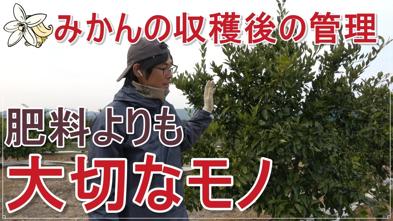 【大切なのは】温州みかん収穫後の管理【肥料じゃない】