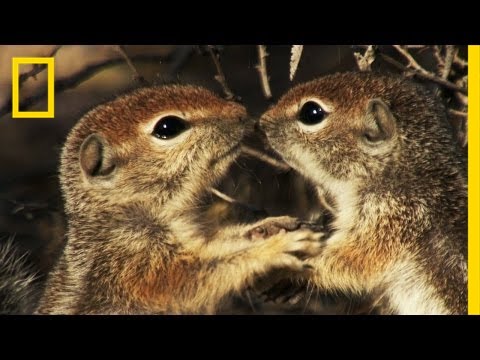 Squirrels Just Wanna Have Fun | America's National Parks