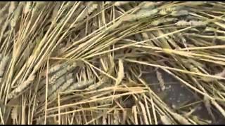 Crop Circles Caught on Camera Being Made