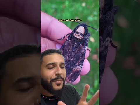 Mariposa com desenho de CAVEIRA? | Biomesquita