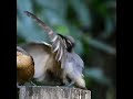 Female Victoria S Riflebird Unimpressed By Mating Dance