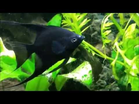 Watch Video on YouTube