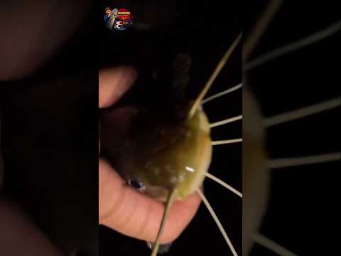 Pesca en Andresito-Flores Uruguay 🇺🇾