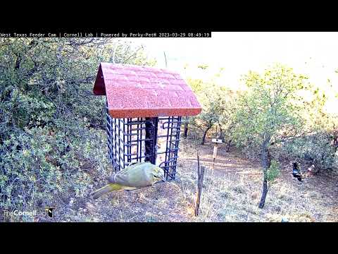 Rare Visit From Orange-crowned Warbler At West Texas Suet Feeder | March 29, 2023