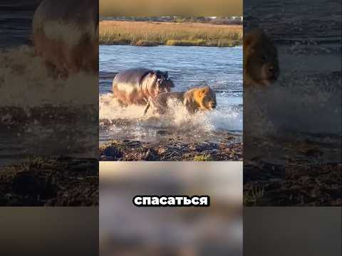 Топ-5 самых жестких атак животных, снятых на камеру 😱