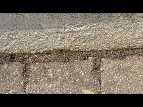 Restaurant Has Ant Problem in Martinsville, NJ