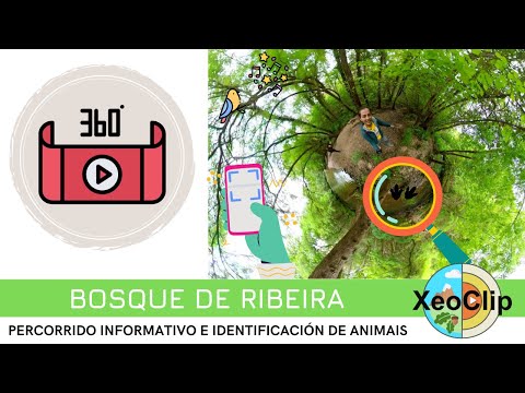 Vídeo: Bosque de ribeira