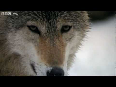 Human Evolution Aided by Dogs - Horizon: The Secret Life of the Dog - BBC