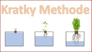 Hydroponik - Die Kratky-Methode | Harry Pilawski