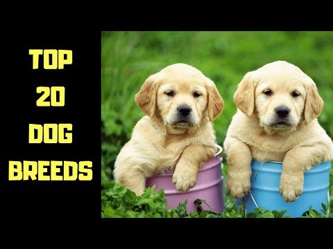 Top 20 Dog Breeds