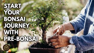 What Is a Pre-Bonsai? Affordable Starter Trees for Your Bonsai Journey!