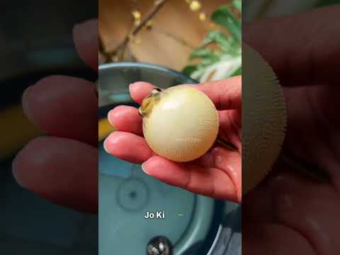 Amazing Skills Of Blowfish