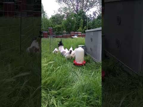 Hahn zeigt Futter an und ruft seine Hennen hinzu - große  Deutsche Reichshühner in WSC