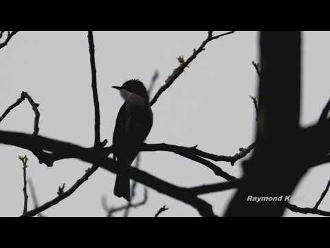 Bulbul gaštanový (Hemixos castanonotus) — správanie, biotop a hlas