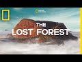 The Lost Forest | Nobel Peace Prize Shorts The Lost Forest | Nobel Peace Prize Shorts