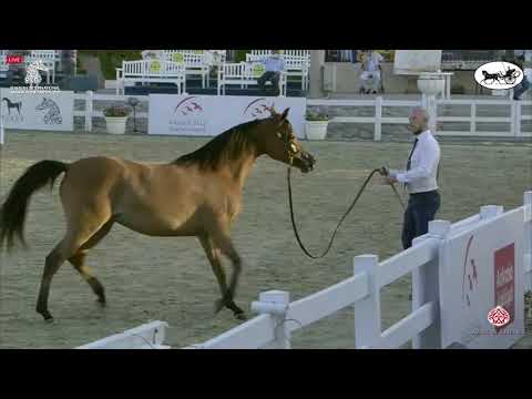 N 56 D MASHHOURAH   Sharjah International Arabian Horse Festival 2021   Fillies 2 Years Old Class 2B