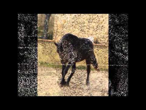 Lys de BB à 4 ans....wmv