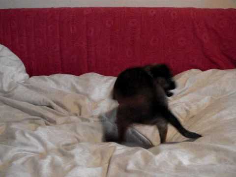 Kennel Hulebo - Anton hygger i sengen