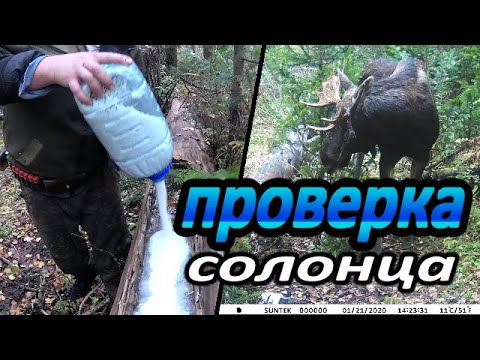 Проверка солонца.