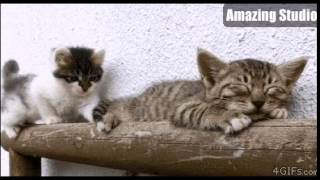 Funny GIFs 166