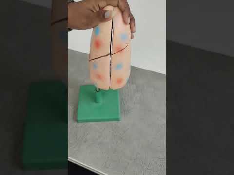 Human Lungs Model