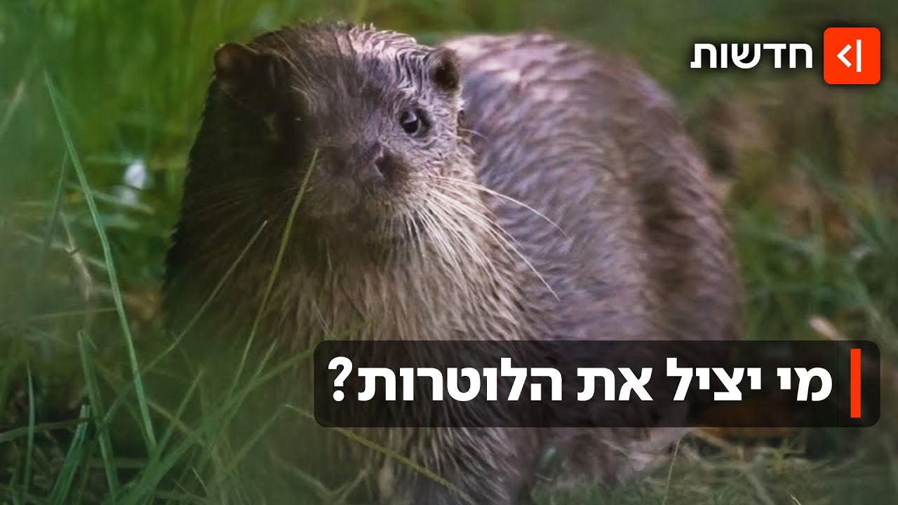 מסע בעקבות הלוטרות האחרונות בישראל: האם עוד יש סיכוי להציל אותן?
