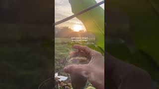 Download lagu story wa 30 detik || jumat berkah mp3