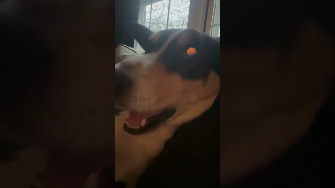 Enlarge PUNKIES, a Adoptable mixed breed in Newport News , VA video 6/6