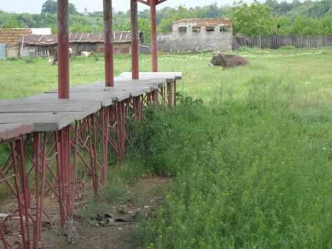 Piata Comunala Urechesti