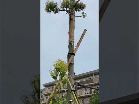 リュウゼツランについて詳しく解説