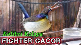 Download lagu kolibri kelapa | manggar | wiceh | korlap fighter gacor untuk masteran / pancingan korlap bahan mp3 Download lagu kolibri kelapa | manggar | wiceh | korlap fighter gacor untuk masteran / pancingan korlap bahan mp3