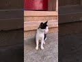 Tuxedo Cat Meows So Cute Meow Shorts Cat Cute Kittens Purring Mother Stray Homelesscat
