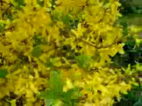 more flowers in Denmark