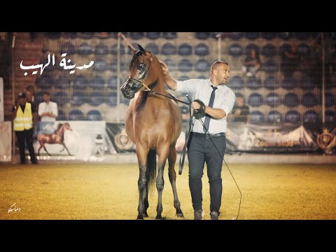 RB MADINA AL HEIB - Arabian horse Championship  4K مدينة الهيب