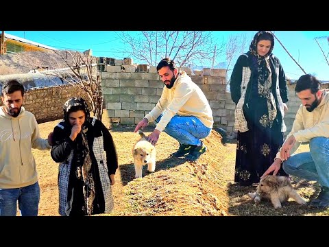 Ehsan and Samira: A Love Story with Alpha🐕💗