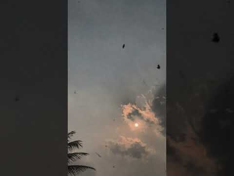 #faizatasin #flower❀ #capcut #video #shortvideo #song