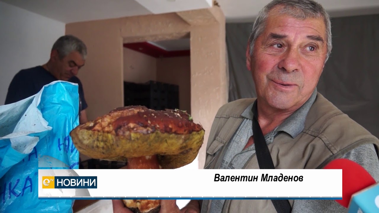 Цената на диворастящите гъби се срина