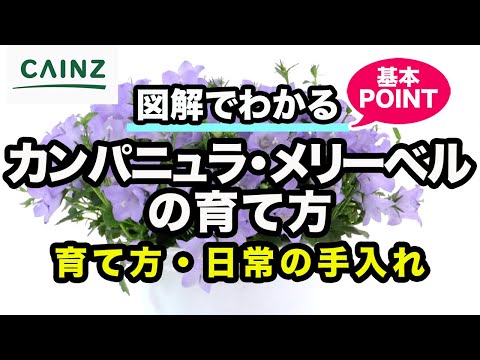 ハンギングクッション ベルフラワー 植物