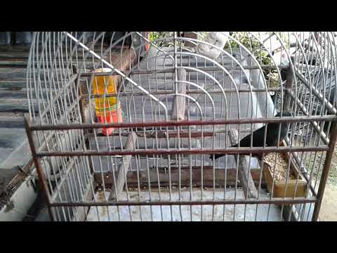 Picolette javouhey 97318,07,02,2020