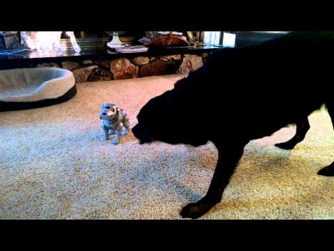Duke and Robodog!