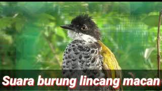 Download lagu Suara burung lincang macan kalo dengar suara burung ini pasti ngikut bunyi mp3
