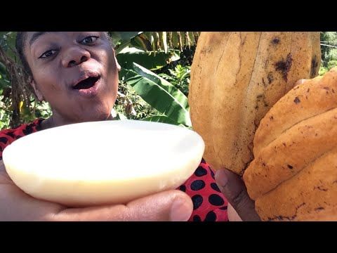 HOW TO MAKE 100% Organic COCOA BUTTER From Raw Cocoa Beans - Make Cocoa Butter At Home #jamaica