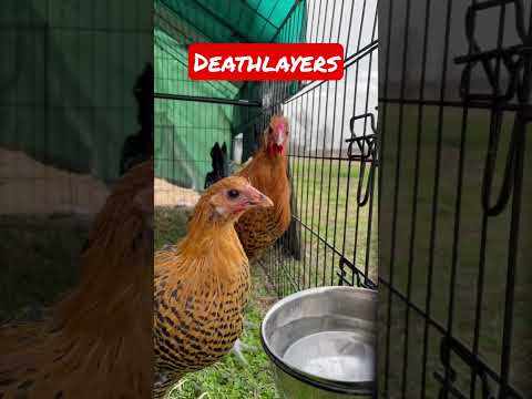 , title : 'Deathlayer Chickens #chicken #homesteadvlog #farmvlog'