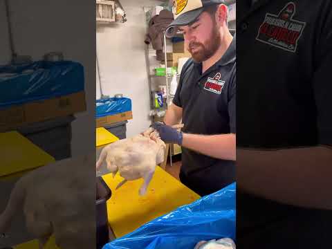 How to Cut Chicken for Pollo Asado | Grill Like a Pro #shorts