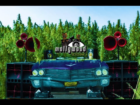 TRIPSITTER @Mollyweed Erntehelfer 🍁 (Melodic Techno / Techno)