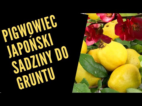 Japanese quince planting in the ground.